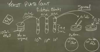 Yeast_expt_plan_P7180004