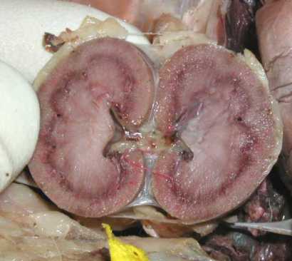 08_kidney_section_P5134264