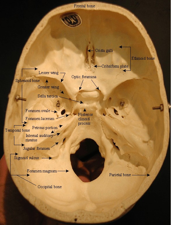 Bones And Features Of The Skull David Fankhauser
